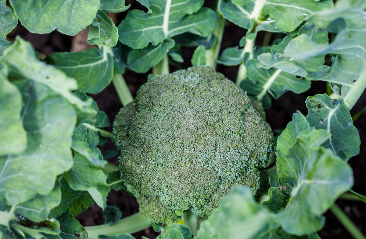 upcycling broccoli crop web