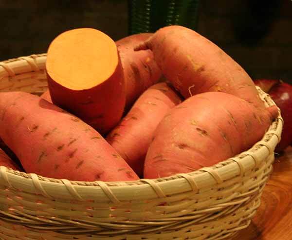 Covington sweet potato
