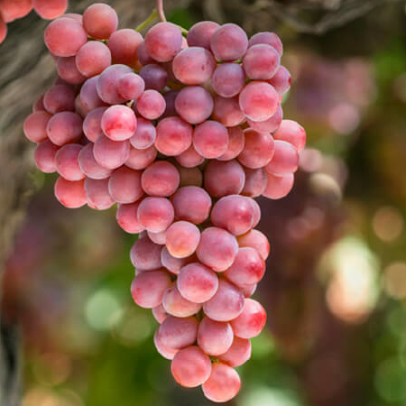 Grapes