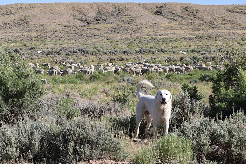 MTG Sheep Guard Dog