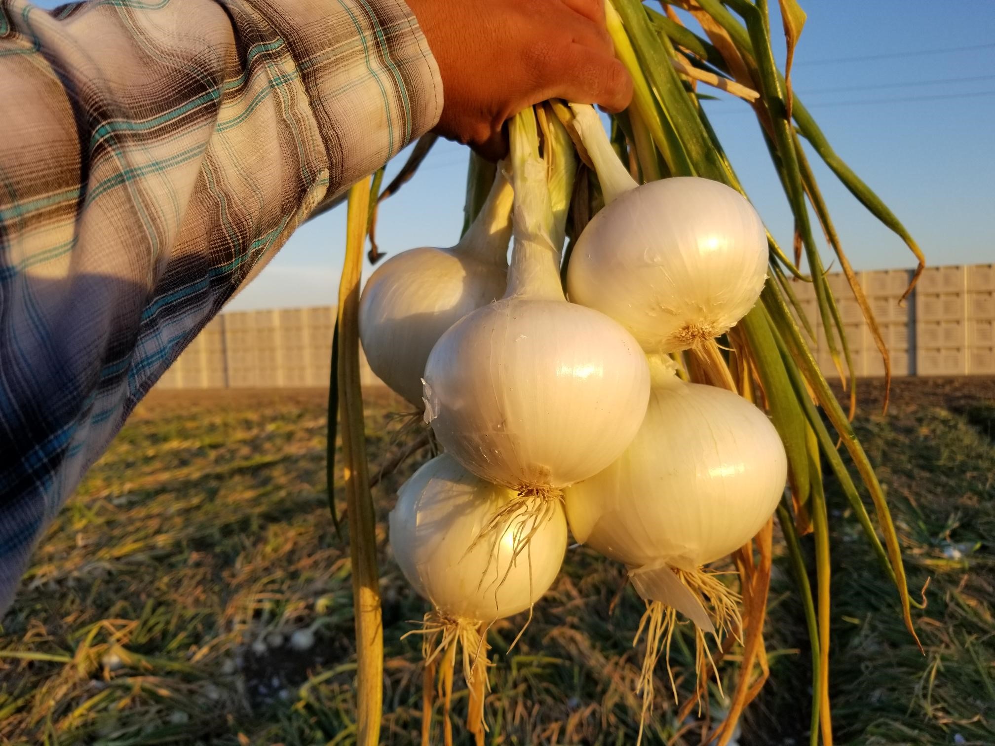 PSF.Bunch.Whites.FB Field