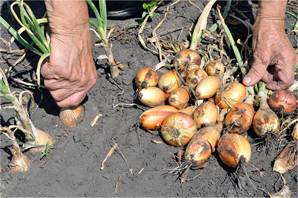 farming onions small