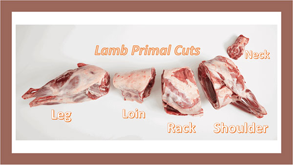 lamb6