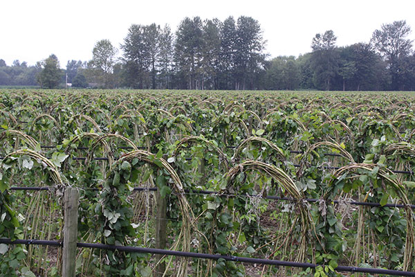 raspberry canes spring web