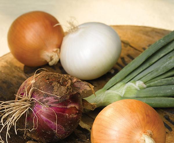 Meet the growers onion web