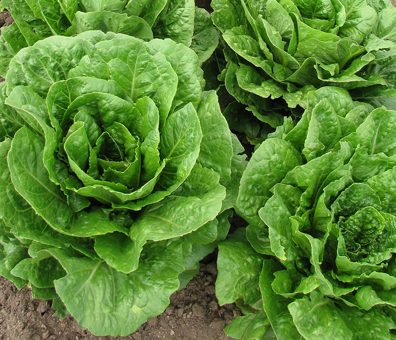 breaking news romaine lettuce web