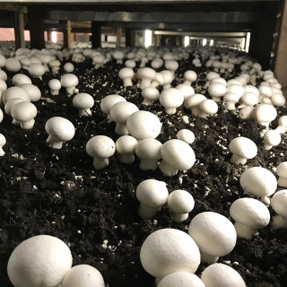 Shining the Light on Growing Mushrooms in the Dark