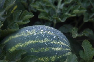 Watermelon: Vegetable in Disguise or Misunderstood Fruit?