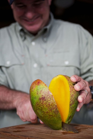 Growing Mangos Groves in Puerto Rico