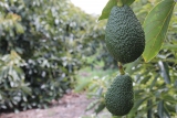 Santa Barbara Sun, Shade and Avocados