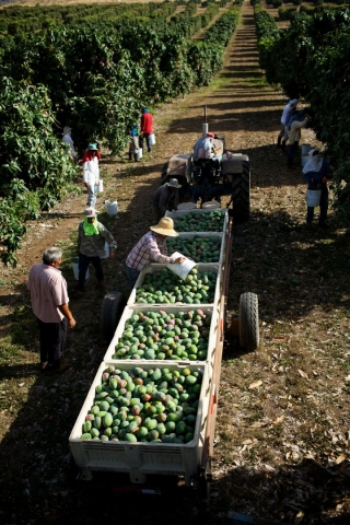 Growing Mangos Groves in Puerto Rico