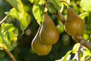 To Prepare a Pear