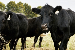 Cattle Raised on Regenerative Australia Ranches  are Part of a Delicious Climate Solution