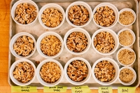 Experiential Learning Uncovers the  Multi-dimensional CA Walnut